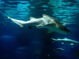 Sharks and other fish at the Oceanarium at the Aquarium Barcelona