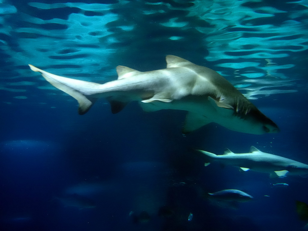 Sharks and other fish at the Oceanarium at the Aquarium Barcelona