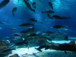 Fish at the Oceanarium at the Aquarium Barcelona
