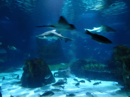 Sharks, stingray and other fish at the Oceanarium at the Aquarium Barcelona