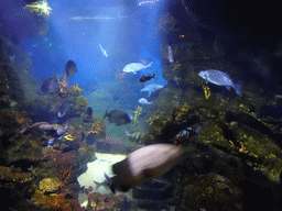 Fish and coral at the Medes Islands aquarium at the Aquarium Barcelona