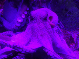 Octopus at the Aquarium Barcelona