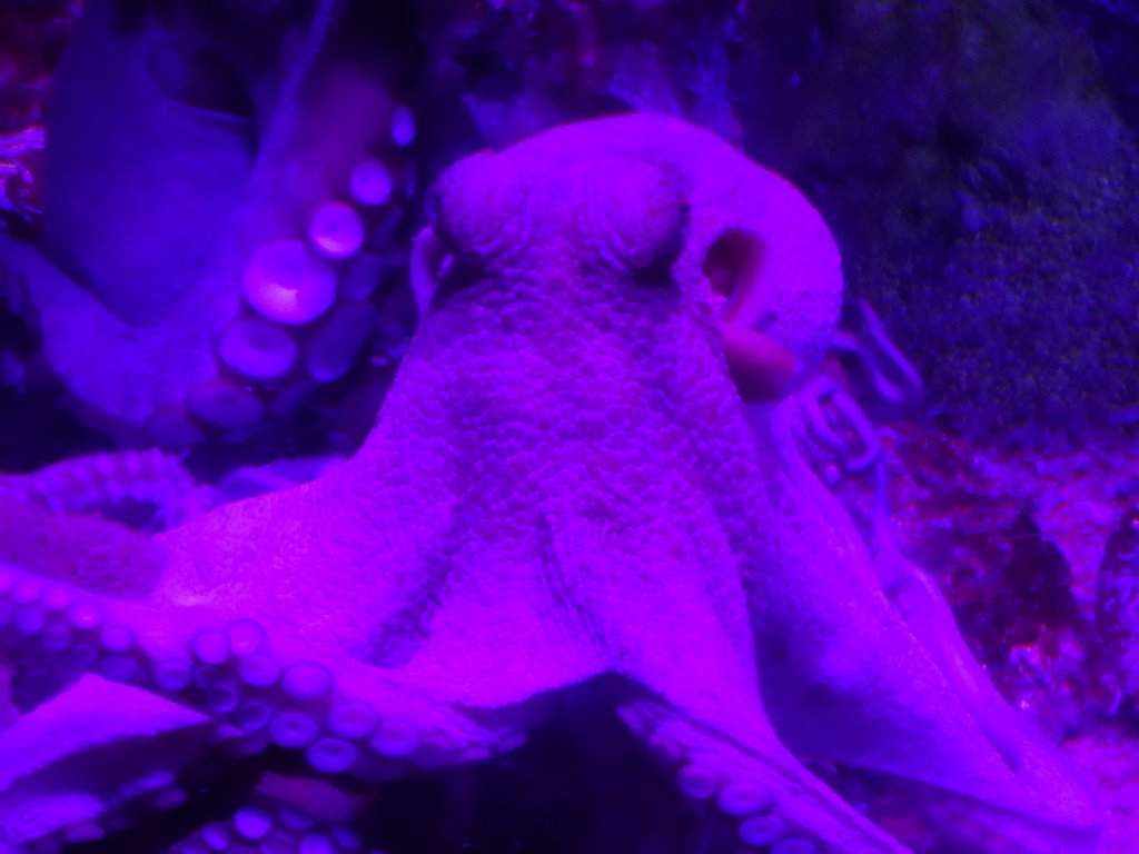 Octopus at the Aquarium Barcelona