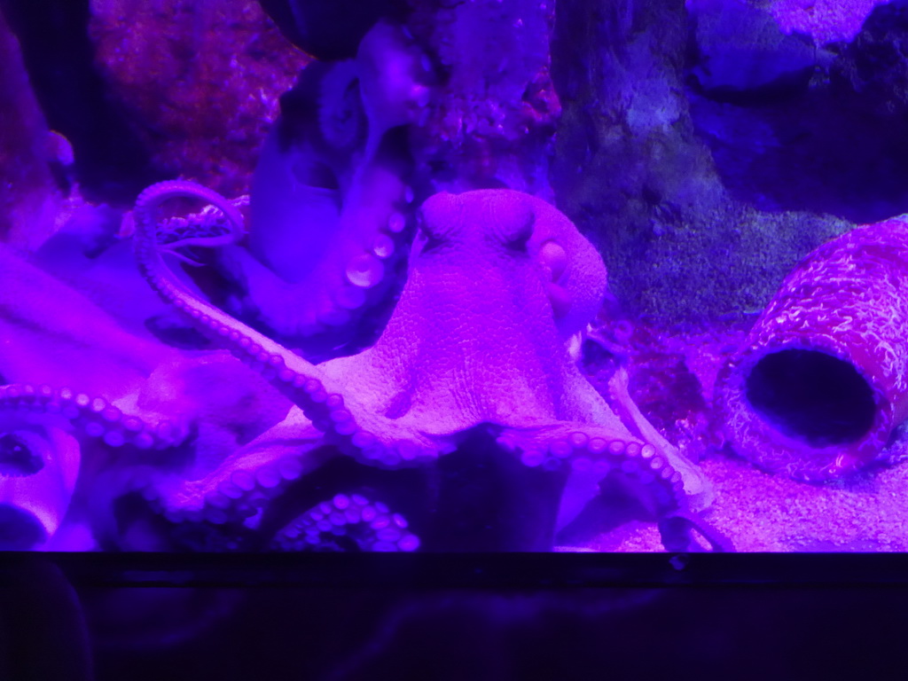 Octopuses at the Aquarium Barcelona