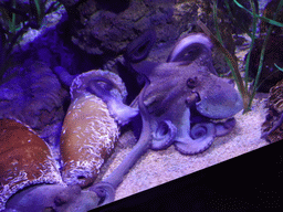 Octopuses at the Aquarium Barcelona