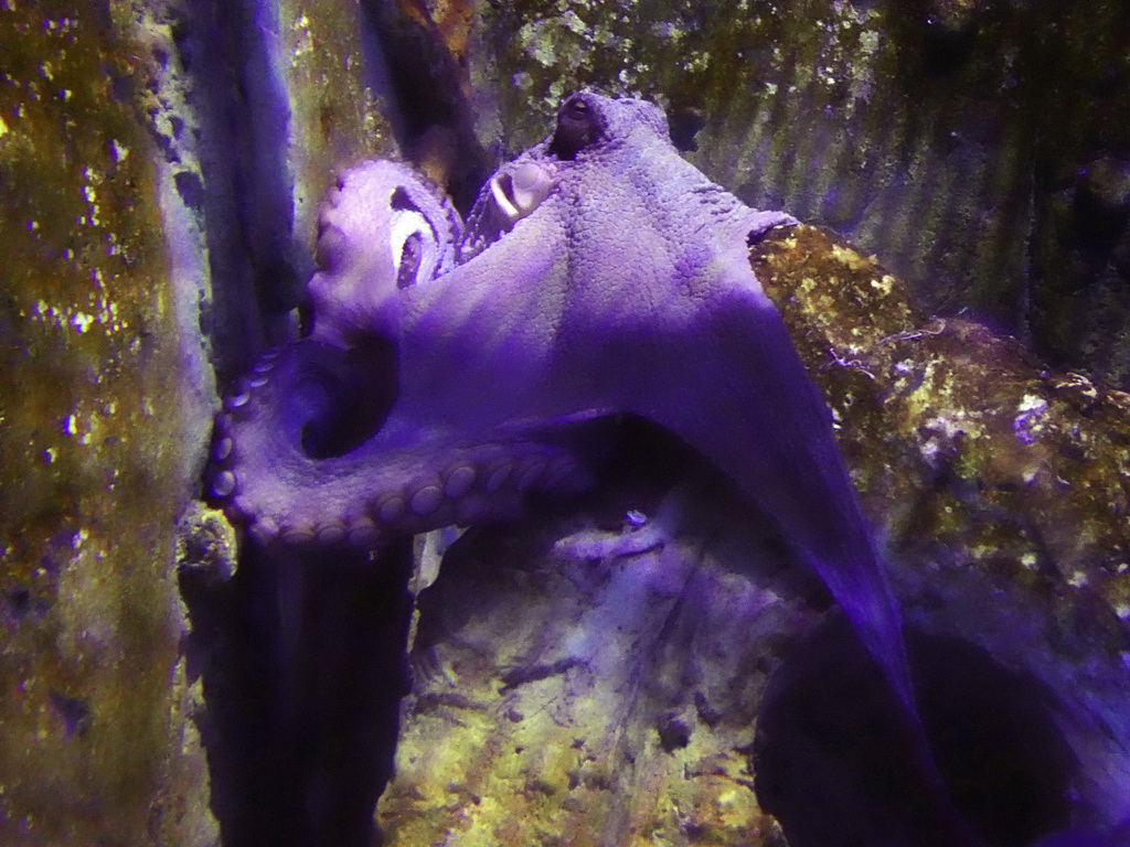 Octopus at the Aquarium Barcelona