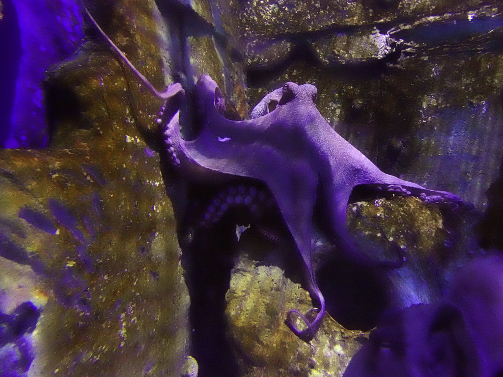 Octopus at the Aquarium Barcelona