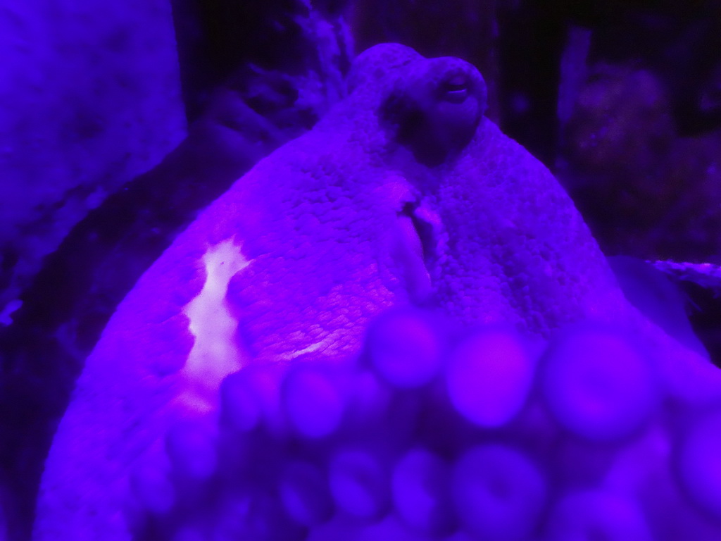 Octopus at the Aquarium Barcelona
