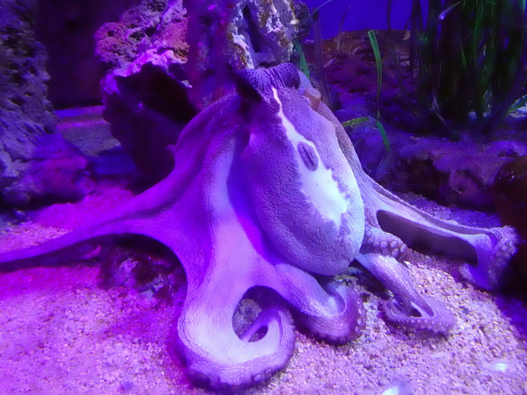 Octopus at the Aquarium Barcelona