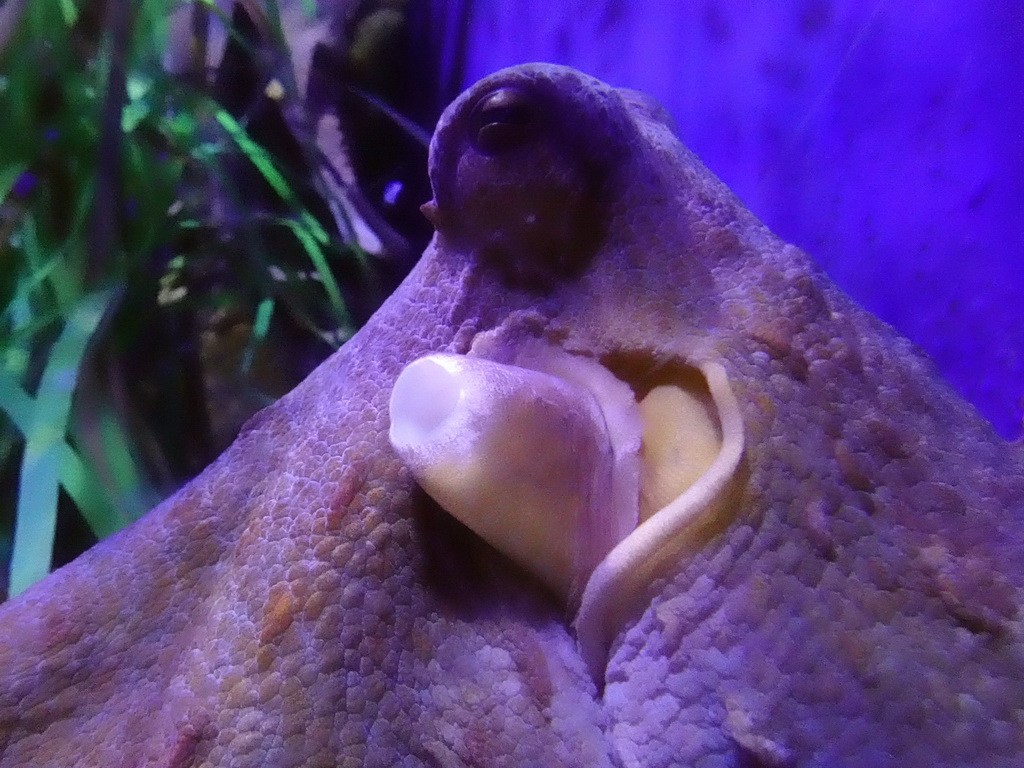 Head of an Octopus at the Aquarium Barcelona