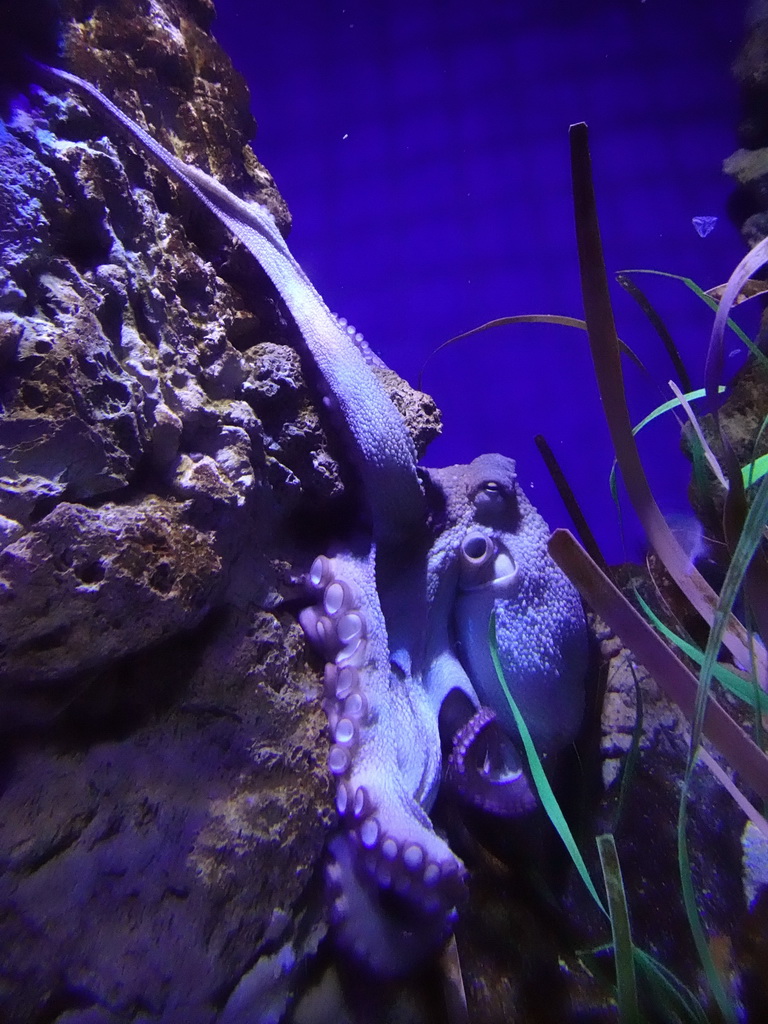 Octopus at the Aquarium Barcelona