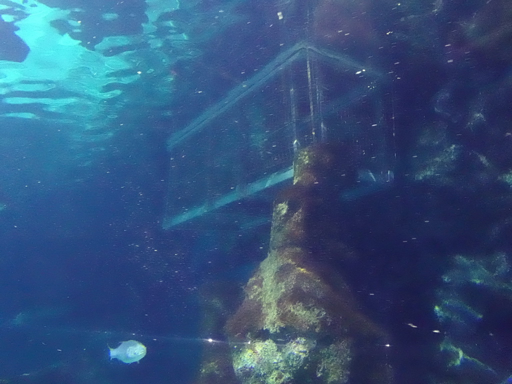 Underwater cage at the Oceanarium at the Aquarium Barcelona