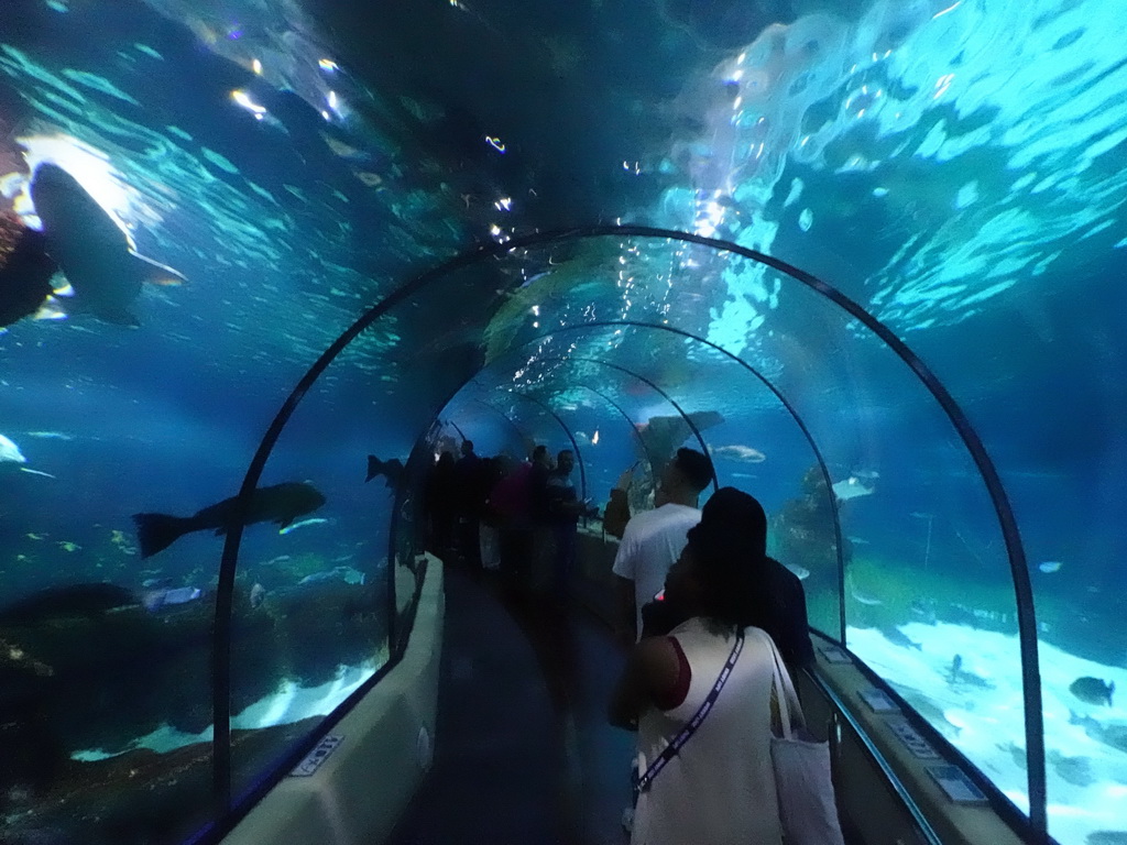Underwater tunnel at the Oceanarium at the Aquarium Barcelona