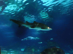 Sharks and other fish at the Oceanarium at the Aquarium Barcelona