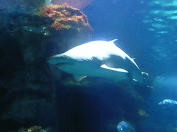 Shark and other fish at the Oceanarium at the Aquarium Barcelona