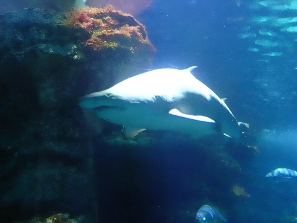 Shark and other fish at the Oceanarium at the Aquarium Barcelona