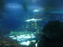 Shark and other fish at the Oceanarium at the Aquarium Barcelona