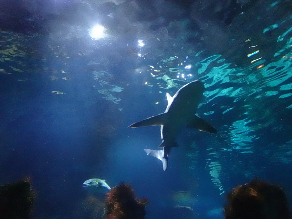 Shark and other fish at the Oceanarium at the Aquarium Barcelona