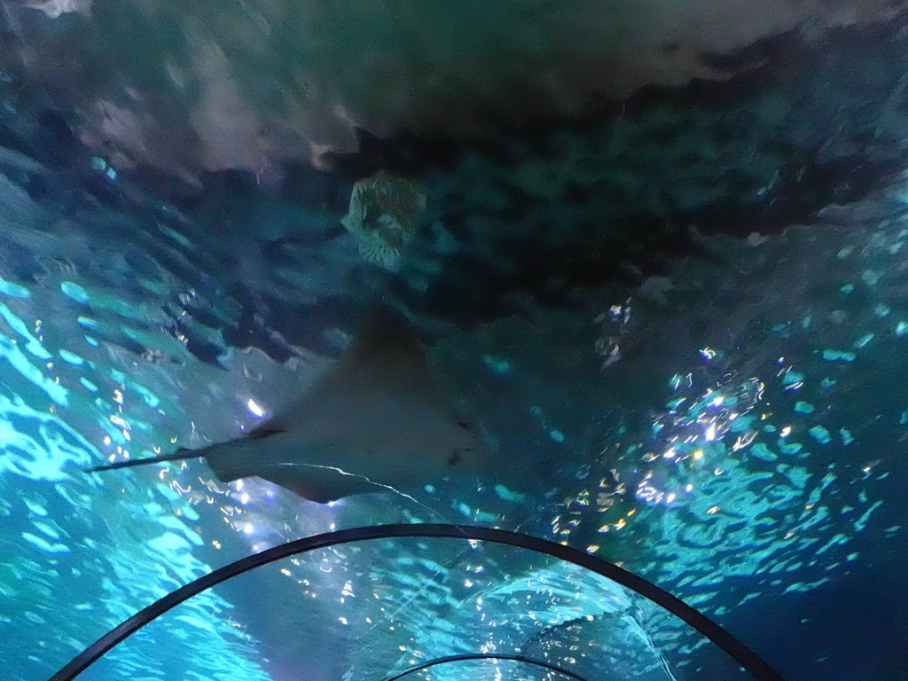 Stingray at the Oceanarium at the Aquarium Barcelona
