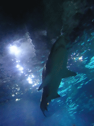 Shark at the Oceanarium at the Aquarium Barcelona