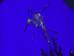 Leafy Seadragon at the Aquarium Barcelona