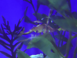 Leafy Seadragon at the Aquarium Barcelona