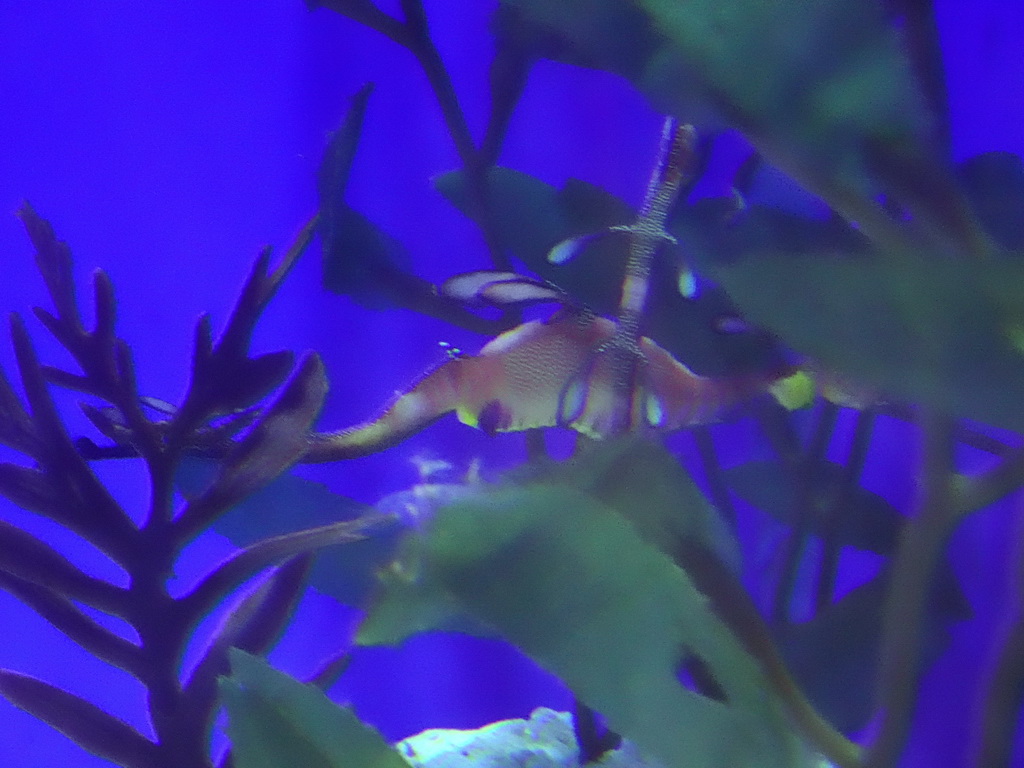 Leafy Seadragon at the Aquarium Barcelona