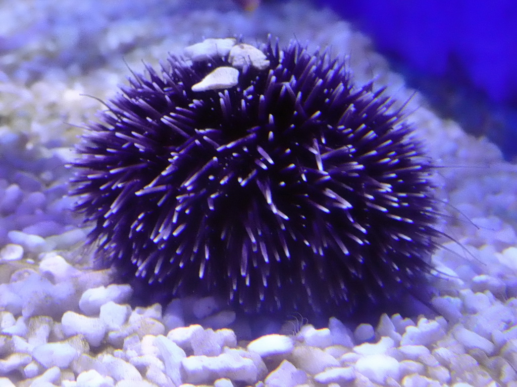 Sea Urchin at the Aquarium Barcelona