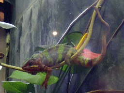 Panther Chameleon at the Planeta Aqua area at the Aquarium Barcelona