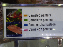 Explanation on the Panther Chameleon at the Planeta Aqua area at the Aquarium Barcelona