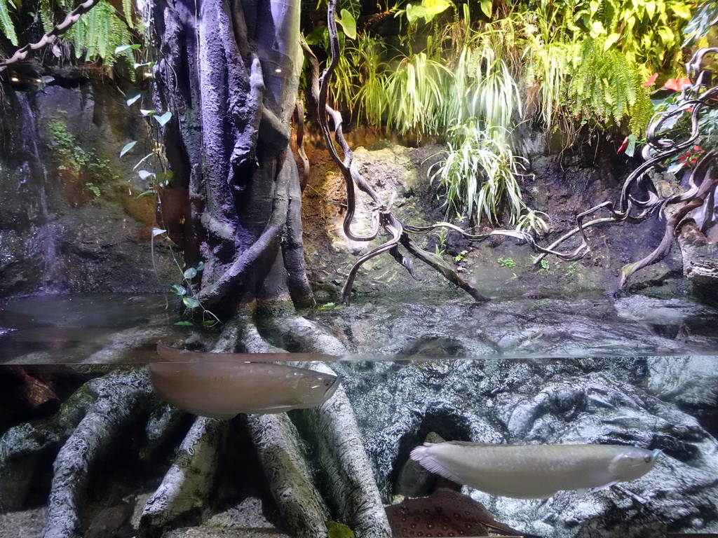 Arowanas at the Planeta Aqua area at the Aquarium Barcelona