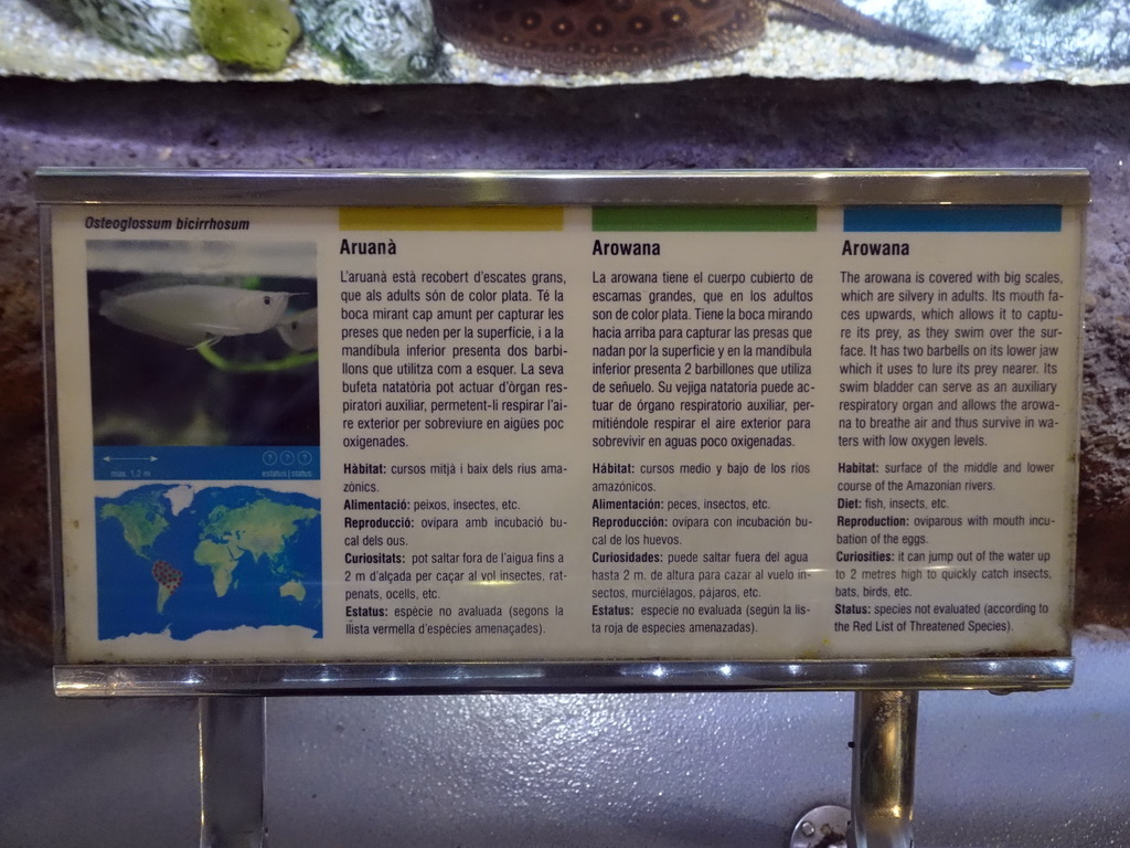 Explanation on the Arowana at the Planeta Aqua area at the Aquarium Barcelona