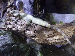 Chinese Water Dragon at the Planeta Aqua area at the Aquarium Barcelona