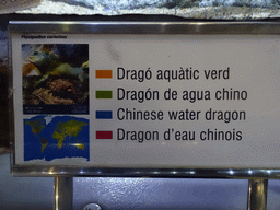 Explanation on the Chinese Water Dragon at the Planeta Aqua area at the Aquarium Barcelona