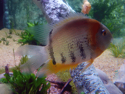 Fish at the Planeta Aqua area at the Aquarium Barcelona