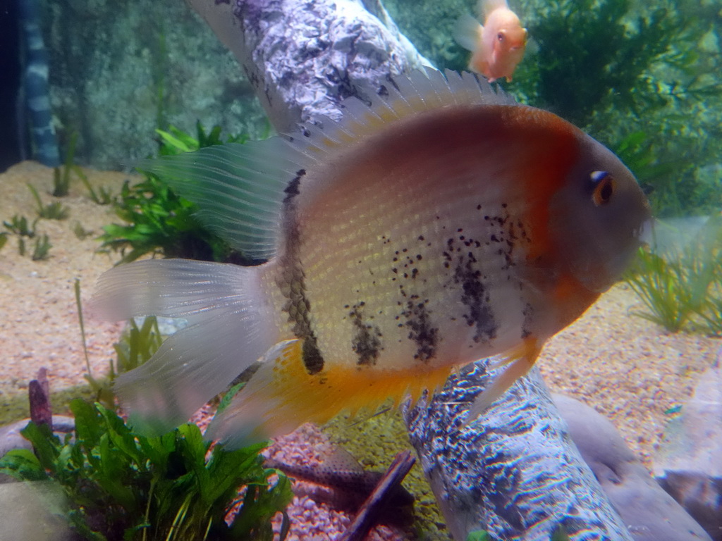 Fish at the Planeta Aqua area at the Aquarium Barcelona