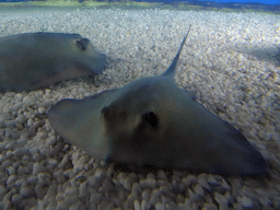 Stingrays at the central aquarium at the Planeta Aqua area at the Aquarium Barcelona