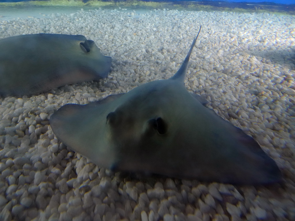 Stingrays at the central aquarium at the Planeta Aqua area at the Aquarium Barcelona