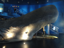 Scale model of a Sperm Whale at the Planeta Aqua area at the Aquarium Barcelona