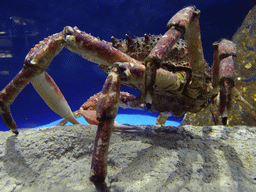 Crab at the Planeta Aqua area at the Aquarium Barcelona