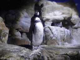 Humboldt Penguins at the Planeta Aqua area at the Aquarium Barcelona