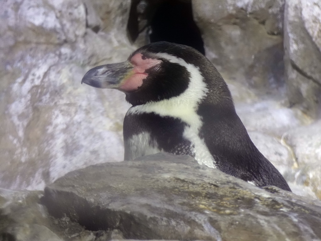 Humboldt Penguin at the Planeta Aqua area at the Aquarium Barcelona