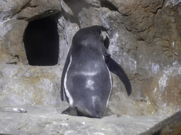 Humboldt Penguins at the Planeta Aqua area at the Aquarium Barcelona