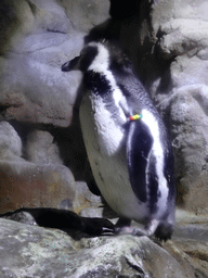 Humboldt Penguins at the Planeta Aqua area at the Aquarium Barcelona