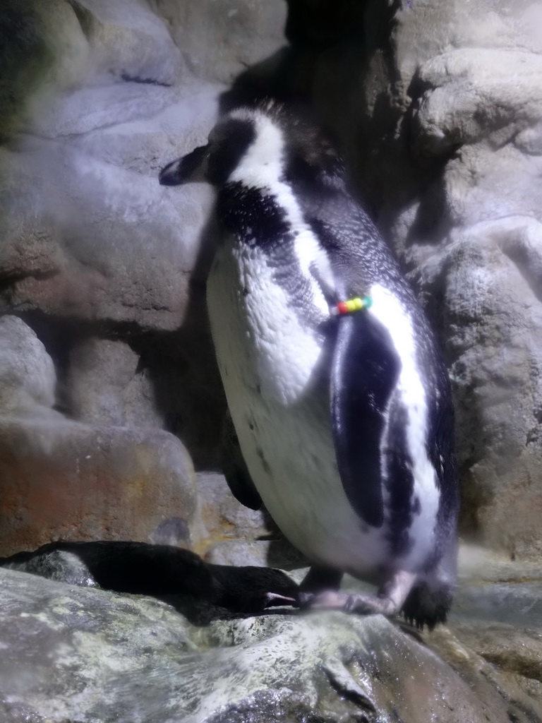 Humboldt Penguins at the Planeta Aqua area at the Aquarium Barcelona