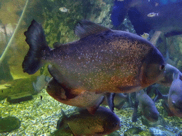 Piranhas at the Planeta Aqua area at the Aquarium Barcelona