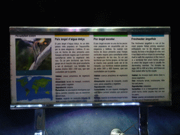 Explanation on the Freshwater Angelfish at the Planeta Aqua area at the Aquarium Barcelona