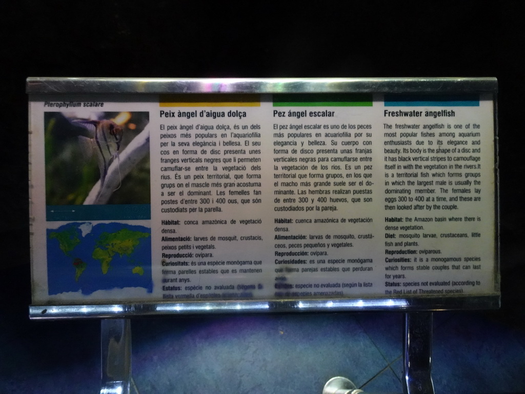 Explanation on the Freshwater Angelfish at the Planeta Aqua area at the Aquarium Barcelona
