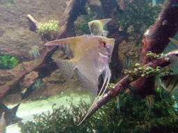 Freshwater Angelfish at the Planeta Aqua area at the Aquarium Barcelona