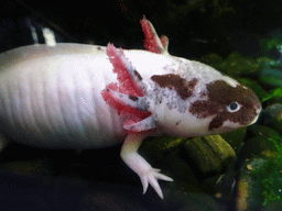 Axolotl at the upper floor of the Planeta Aqua area at the Aquarium Barcelona